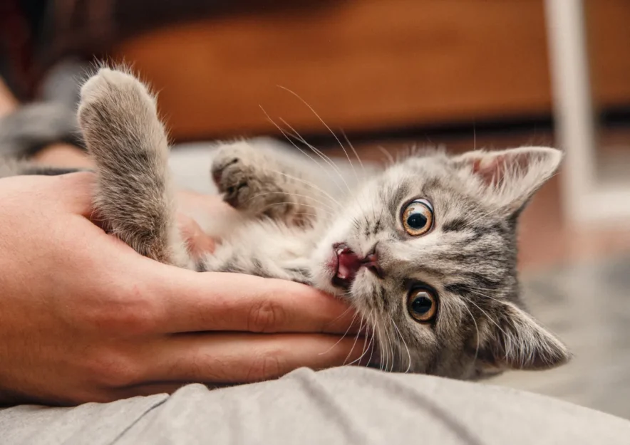 【体験談あり】動物とのふれあいで得られる３つの効果とふれあいスポット